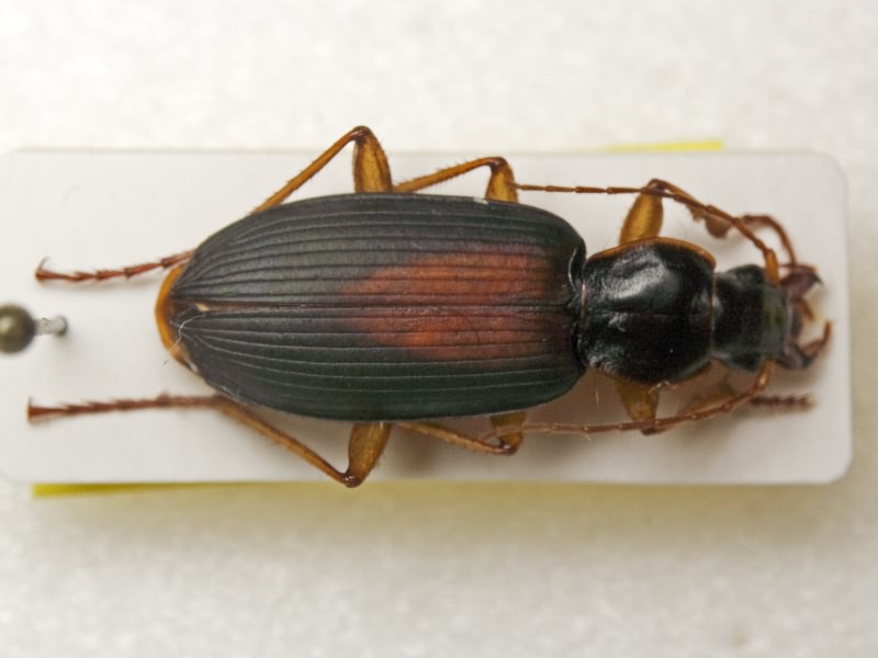 Calathus halensis (Schall., 1783)